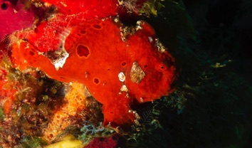 Frogfish